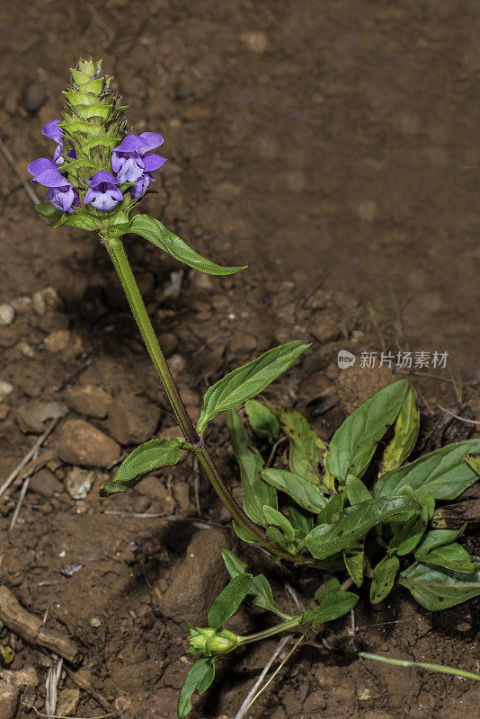 夏枯草(Prunella vulgaris)是夏枯草属的一种药用植物，素有自愈、治万病、大地之心的美称。它的叶子和小花都可以食用。